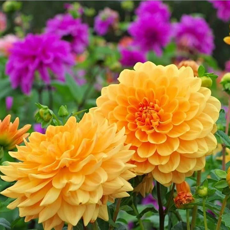 Dahlia Seeds – Mixed Peach and Yellow