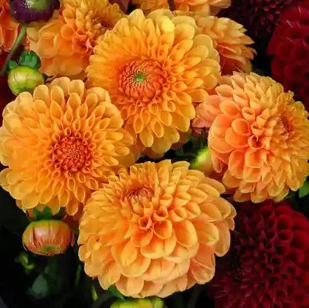 Dahlia Seeds – Mixed Peach and Yellow