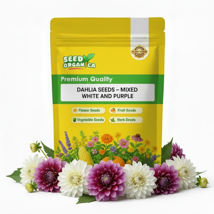 Dahlia Seeds – Mixed White and Purple