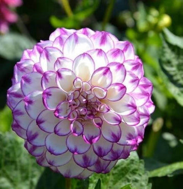 Dahlia Seeds – Mixed White and Purple
