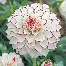 Dahlia Seeds – Mixed White and Red