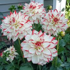 Dahlia Seeds – Mixed White and Red