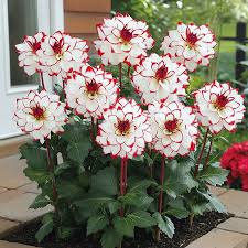 Dahlia Seeds – Mixed White and Red