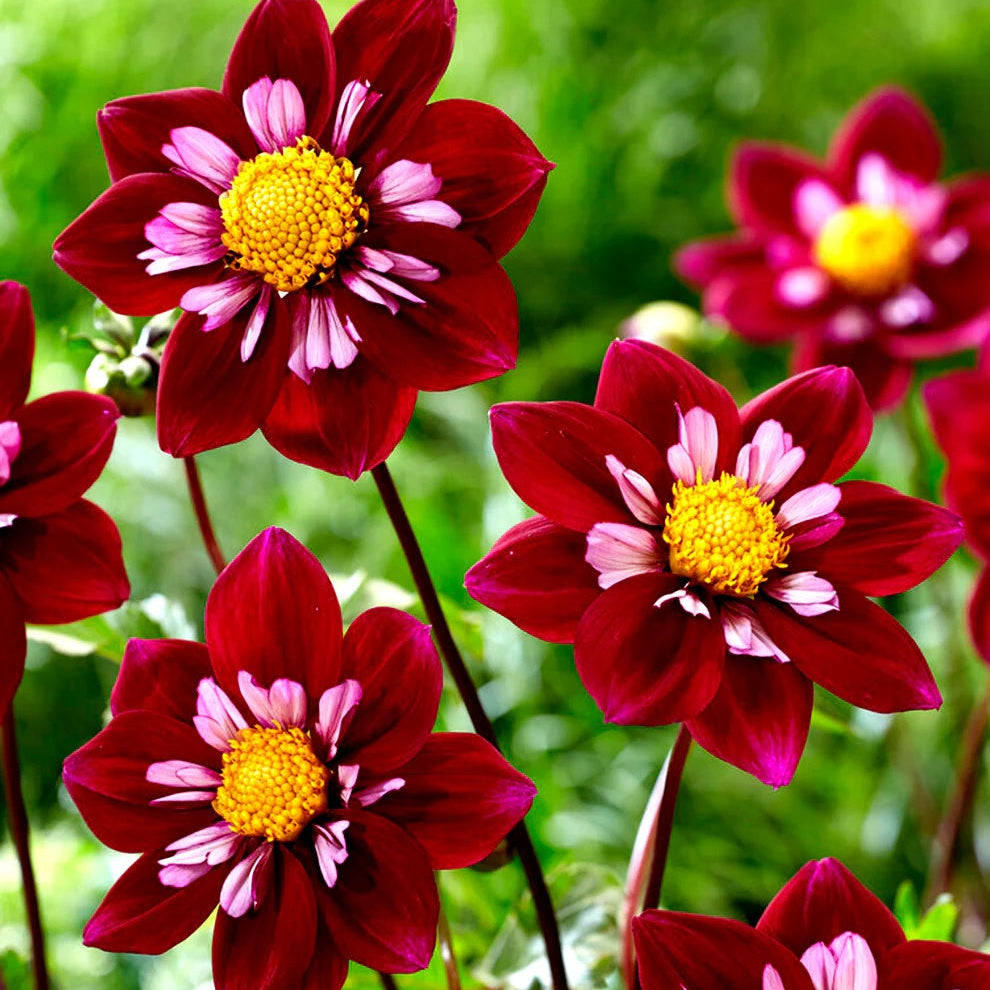 Dahlia Seeds – Night Butterfly