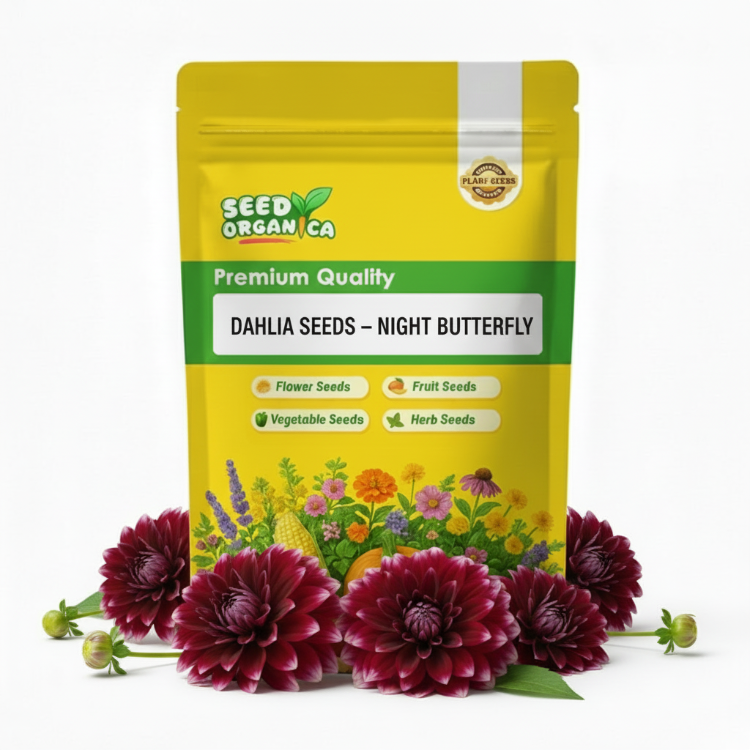 Dahlia Seeds – Night Butterfly
