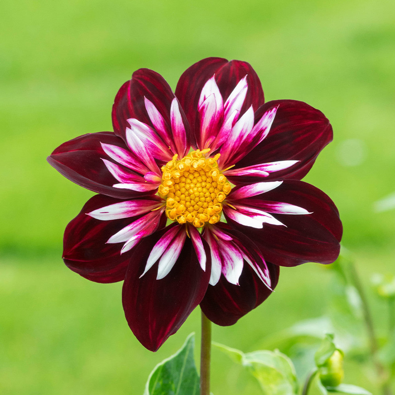 Dahlia Seeds – Night Butterfly