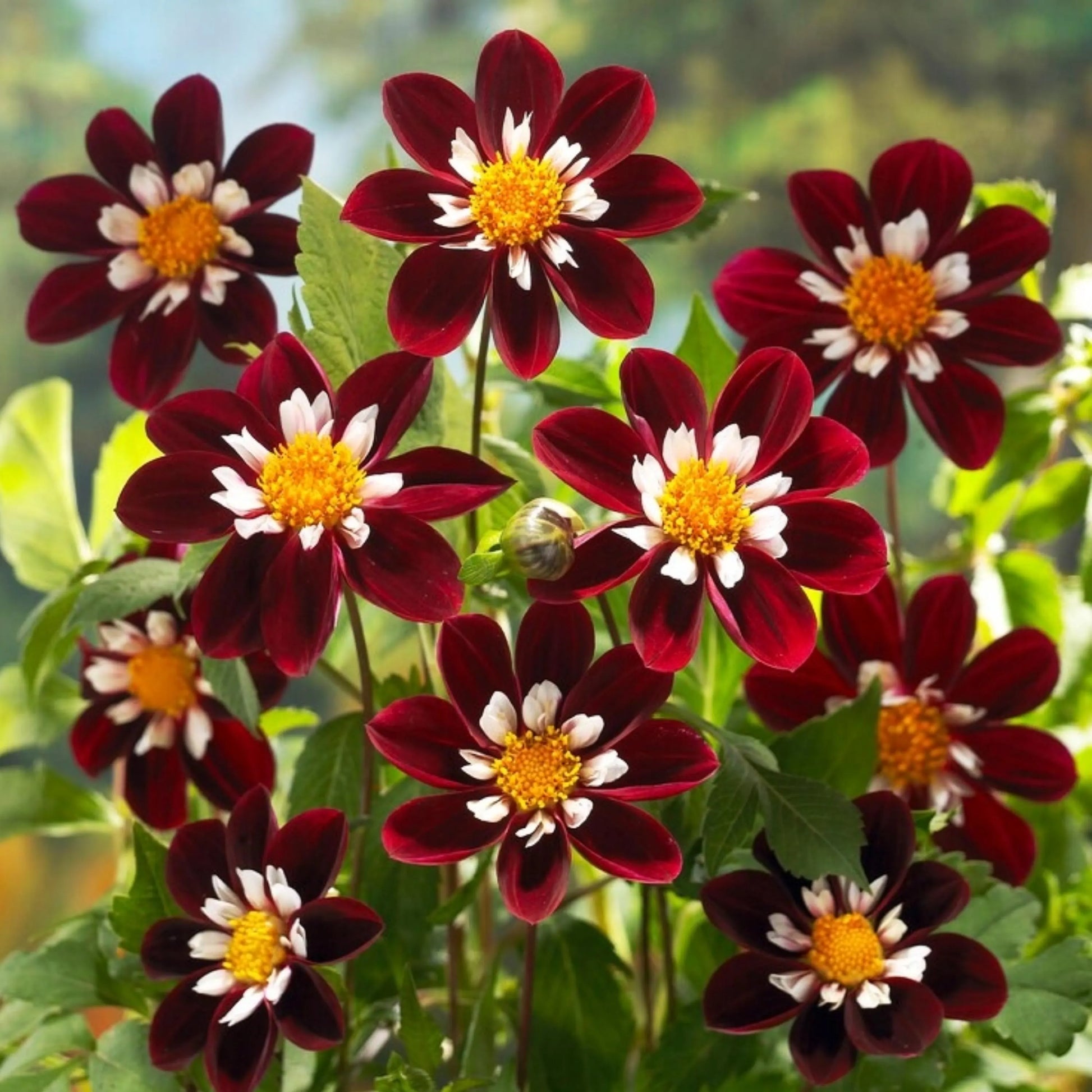 Dahlia Seeds – Night Butterfly