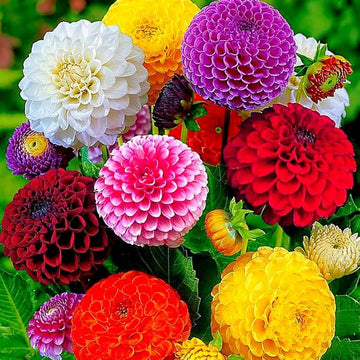 Dahlia Seeds – Pompon Wildflower Mix
