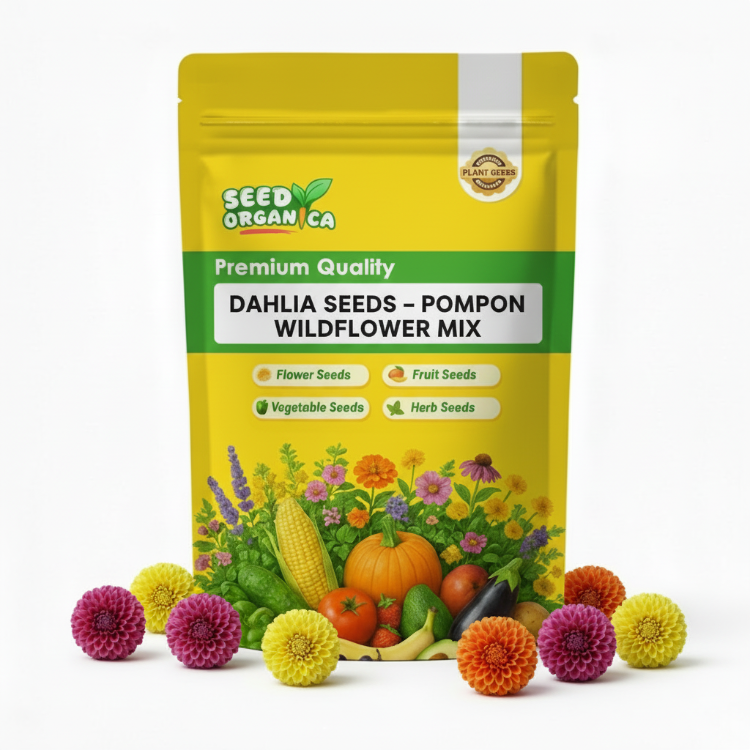 Dahlia Seeds – Pompon Wildflower Mix