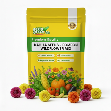 Dahlia Seeds – Pompon Wildflower Mix