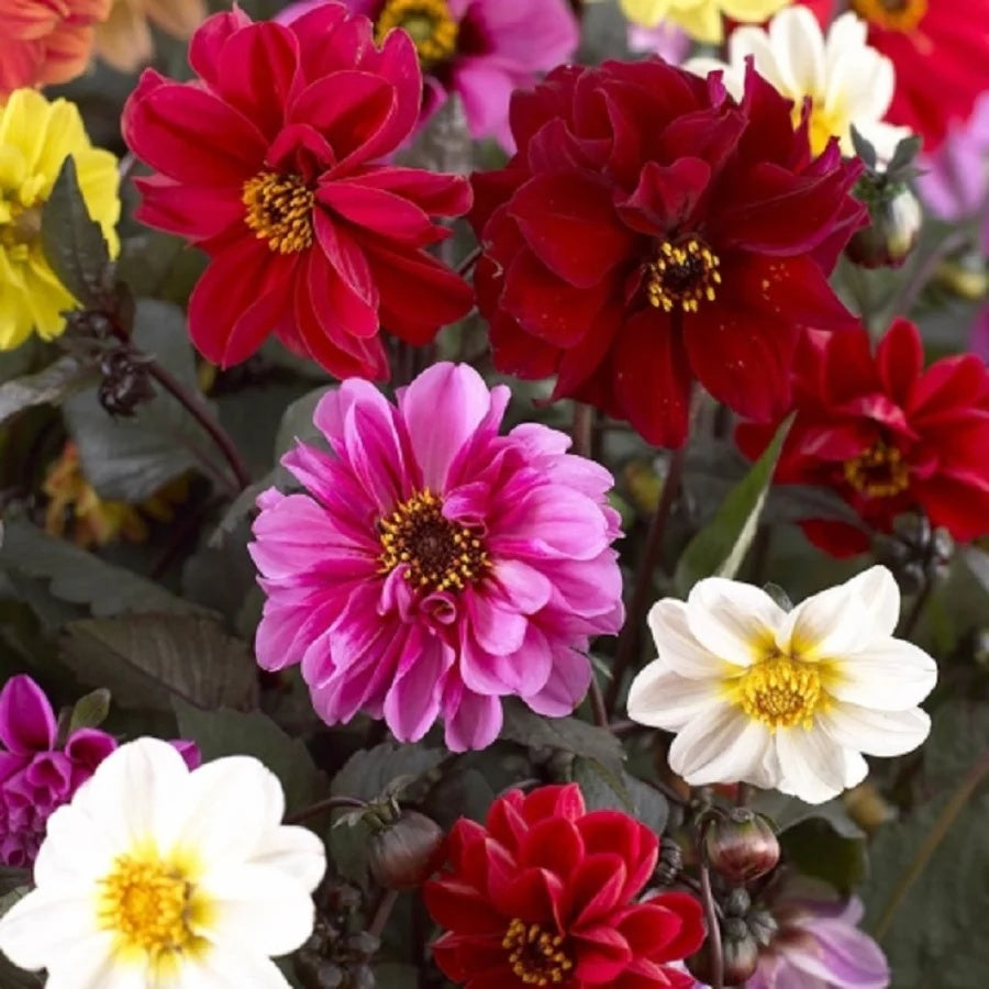 Dahlia Seeds – Tall Star Mixed
