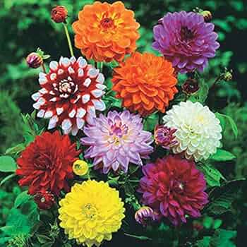 Dahlia Seeds – Tall Star Mixed