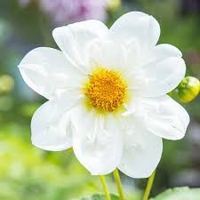 Dahlia Seeds – White Collarette