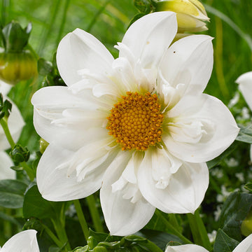 Dahlia Seeds – White Collarette