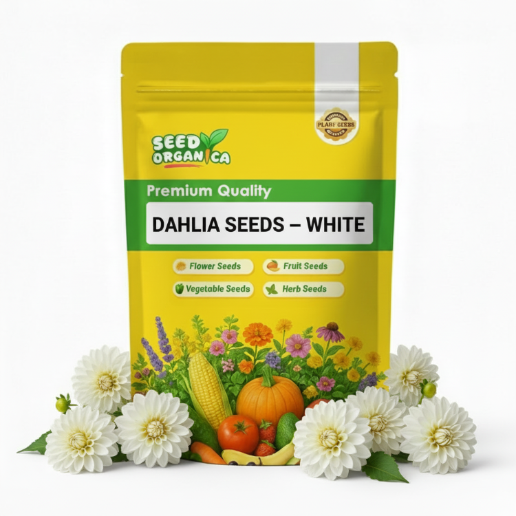 Dahlia Seeds – White