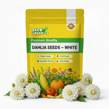 Dahlia Seeds – White