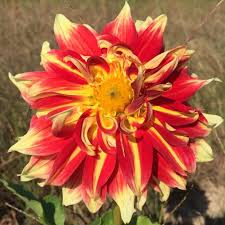 Dahlia Seeds – Yellow Red Mix