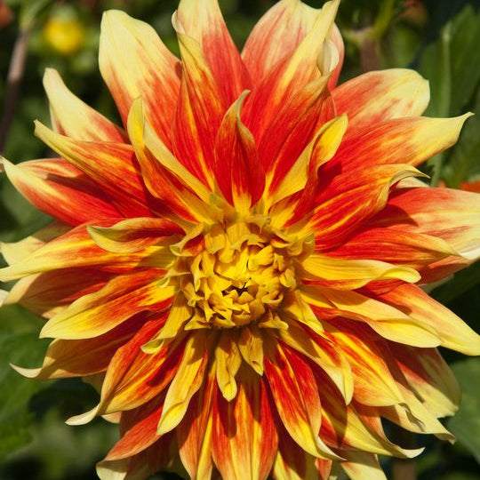 Dahlia Seeds – Yellow Red Mix