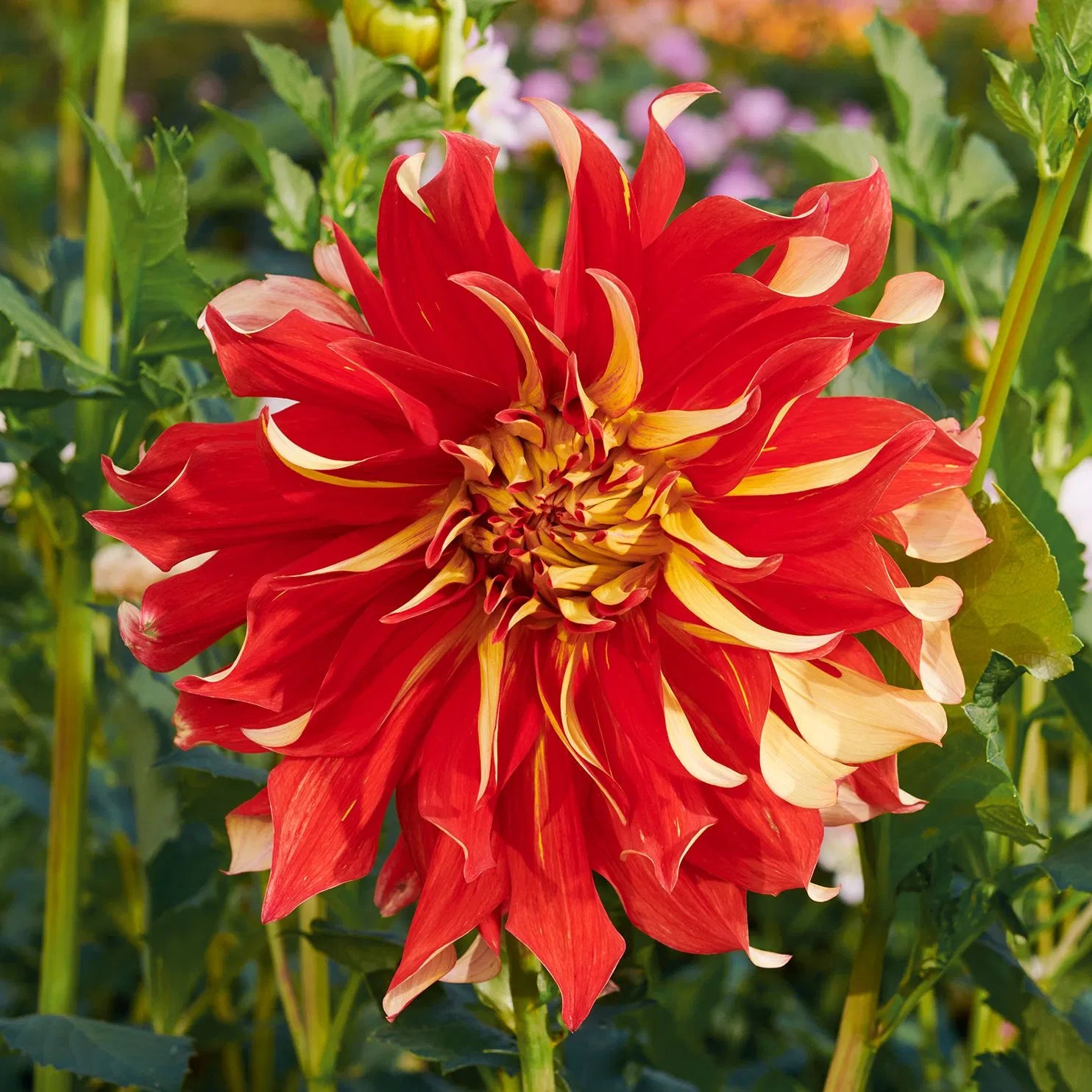 Dahlia Seeds – Yellow Red Mix