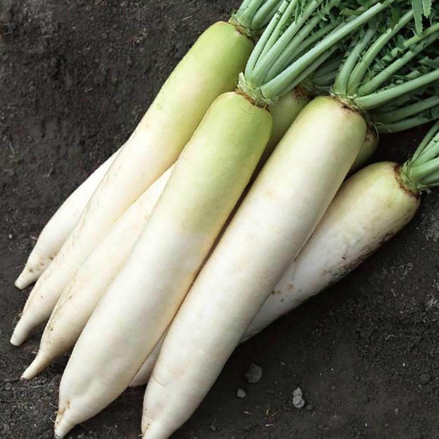 Daikon Radish Seeds – Heirloom