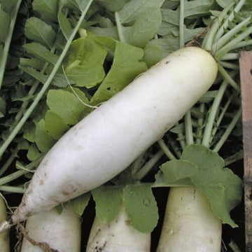 Daikon Radish Seeds – Heirloom