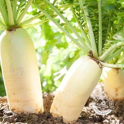 Daikon Radish Seeds – Heirloom
