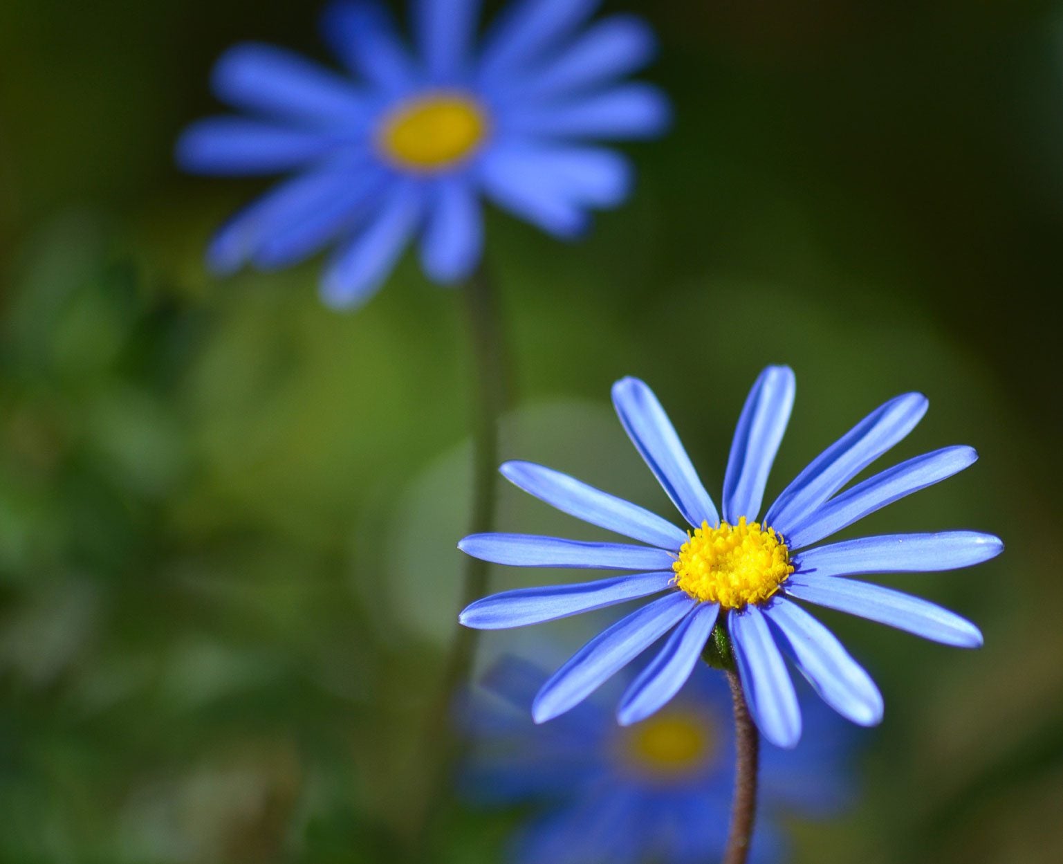 Daisy Seeds - Blue
