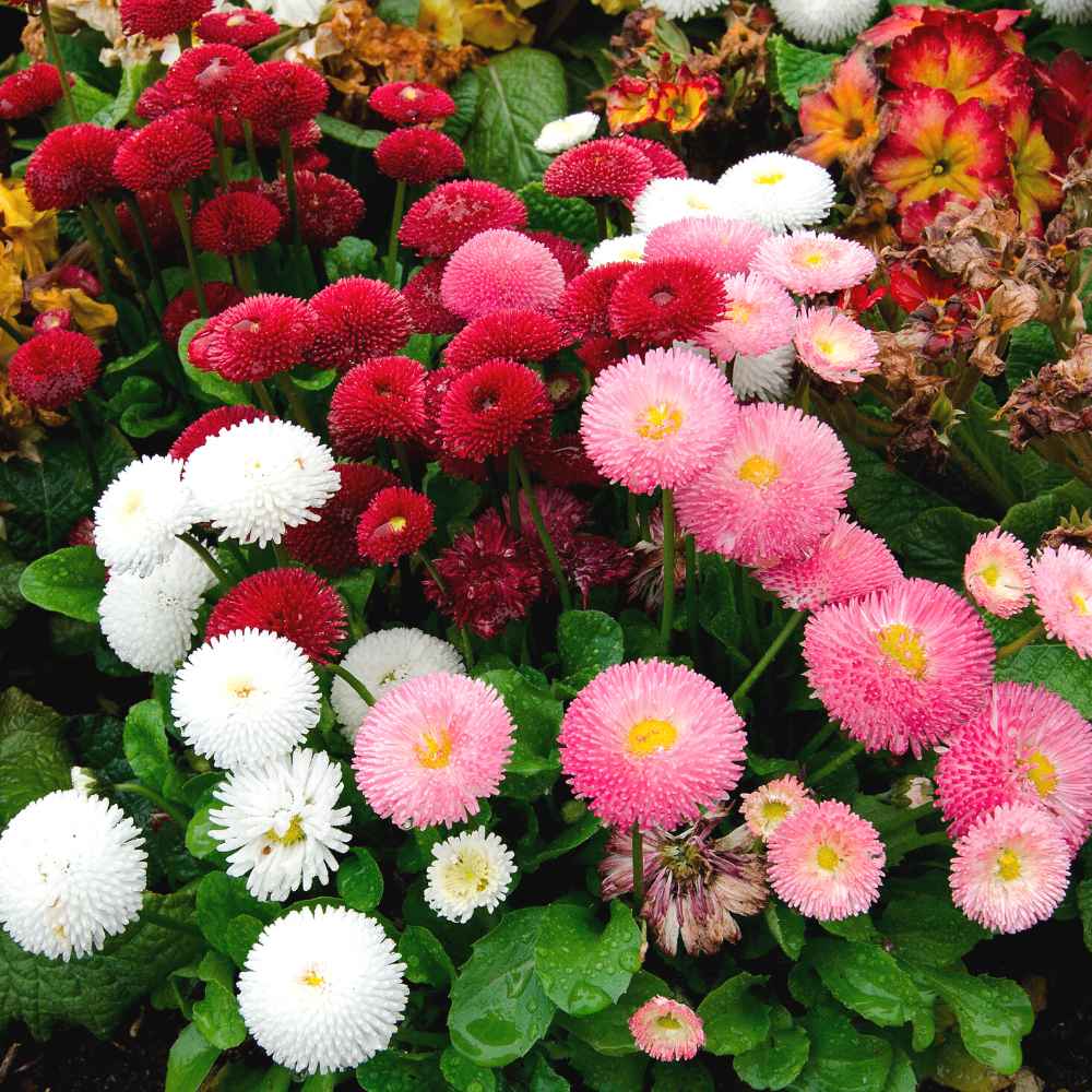 Daisy Seeds – English Bellis Perennis
