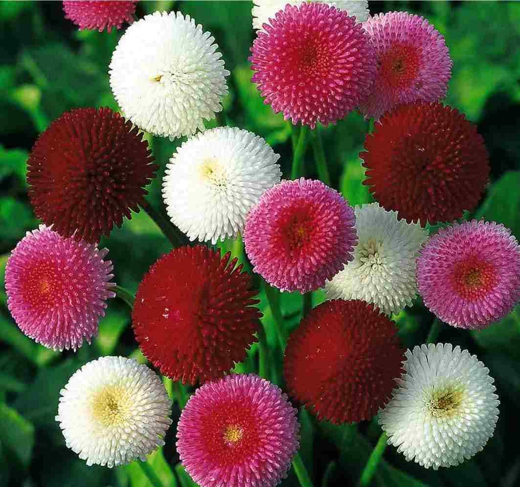 Daisy Seeds – English Bellis Perennis
