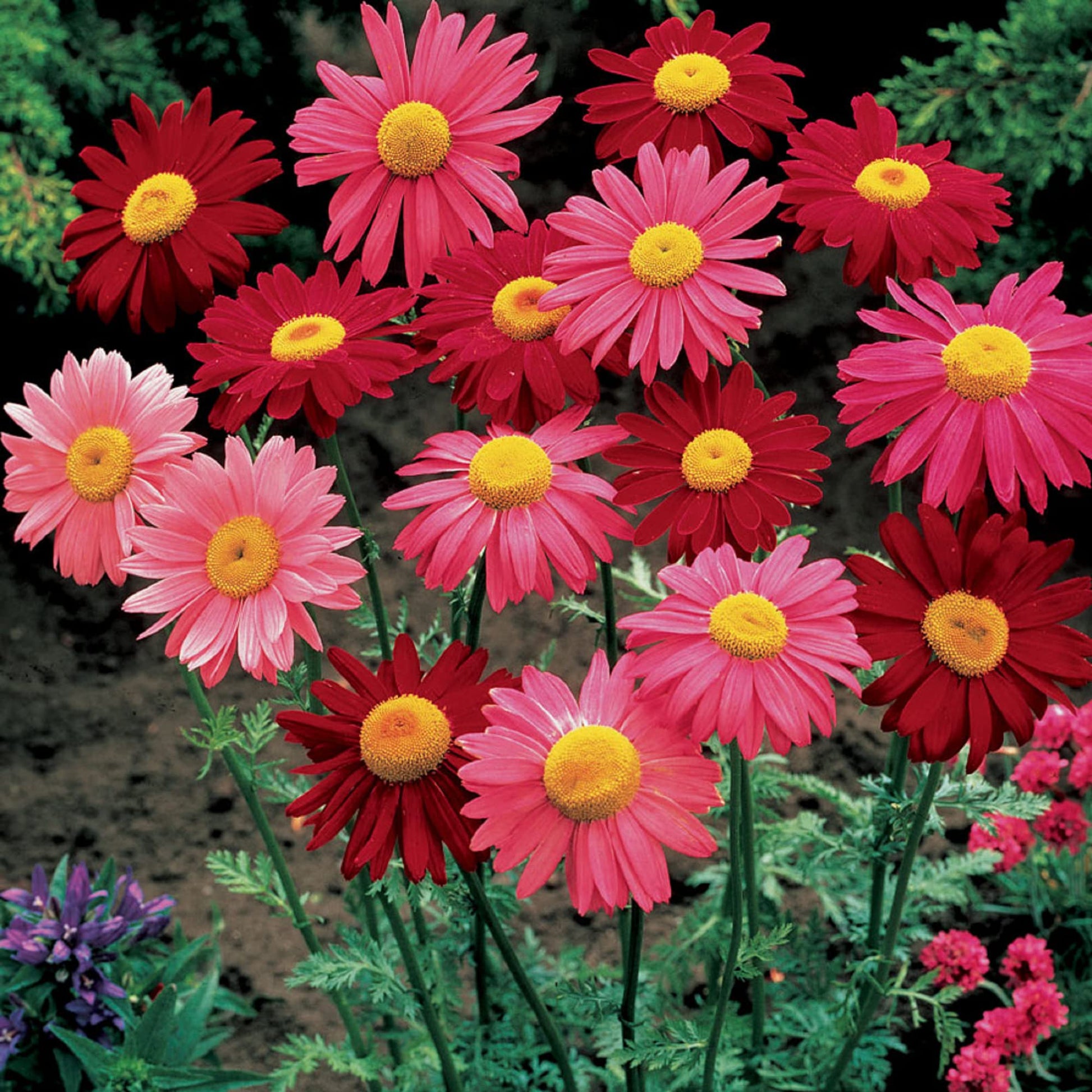 Daisy Seeds – Pyrethrum
