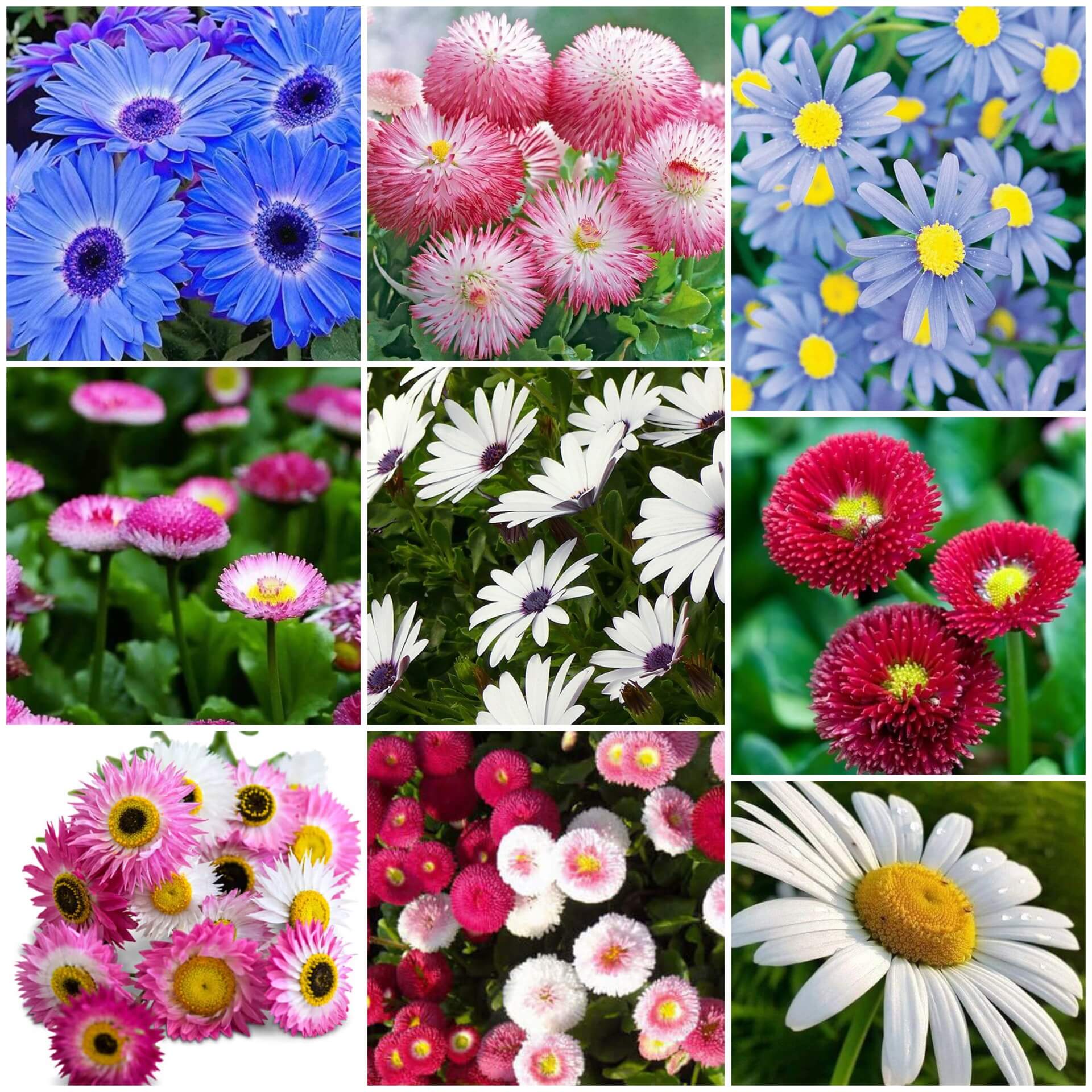 Daisy Seeds - All In One For Home Gardens