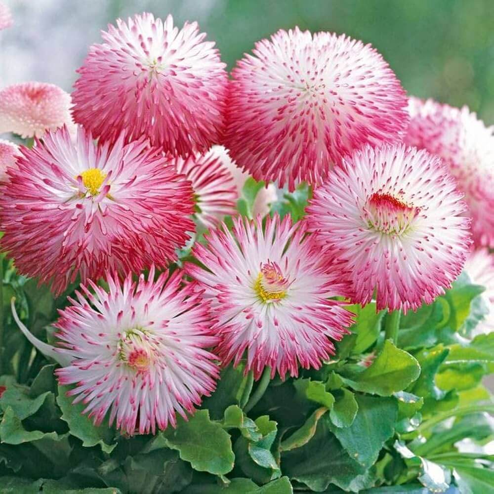 Daisy Seeds - All In One For Home Gardens