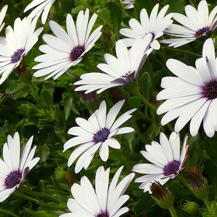 Daisy Seeds - All In One For Home Gardens