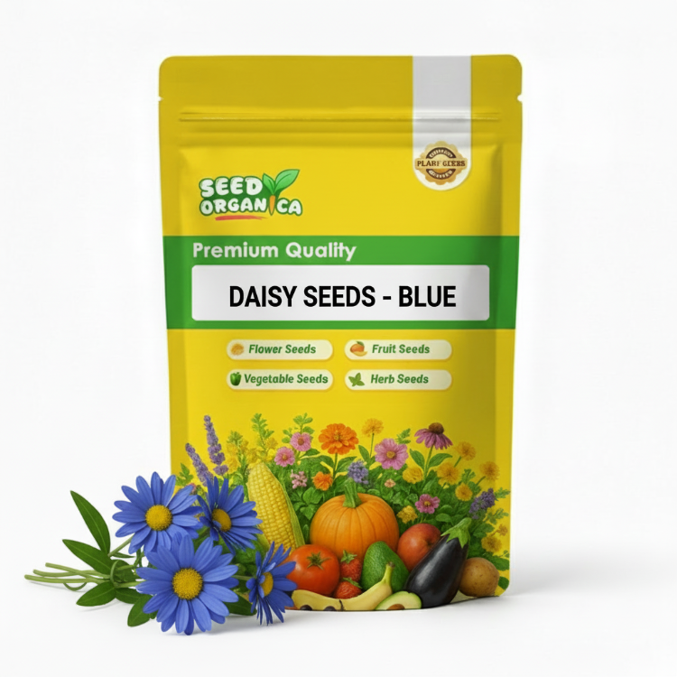 Daisy Seeds - Blue