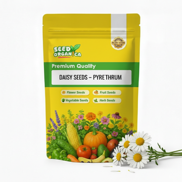 Daisy Seeds – Pyrethrum