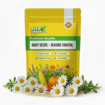 Daisy Seeds – Seaside Coastal
