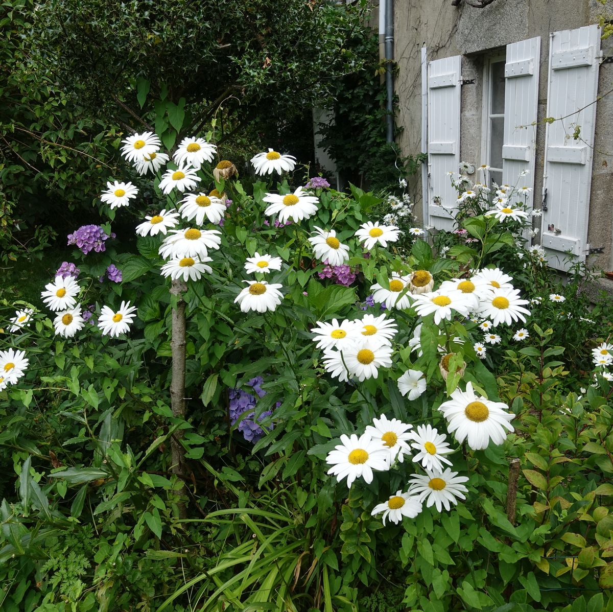 Daisy Seeds – Seaside Coastal Hardy, Heirloom
