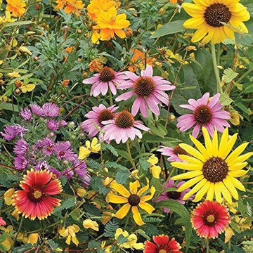 Daisy Seeds – Wildflower Mix
