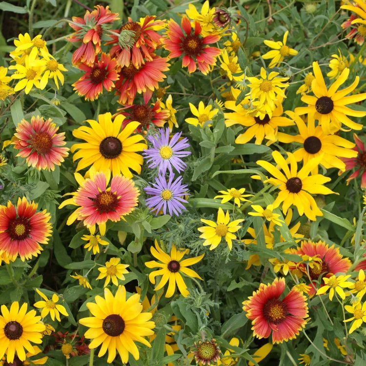 Daisy Seeds – Wildflower Mix
