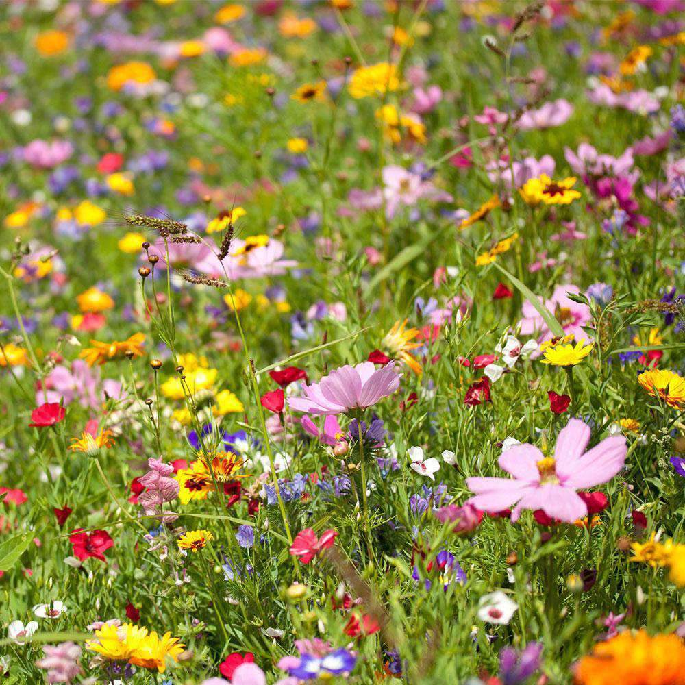 Daisy Seeds – Wildflower Mix
