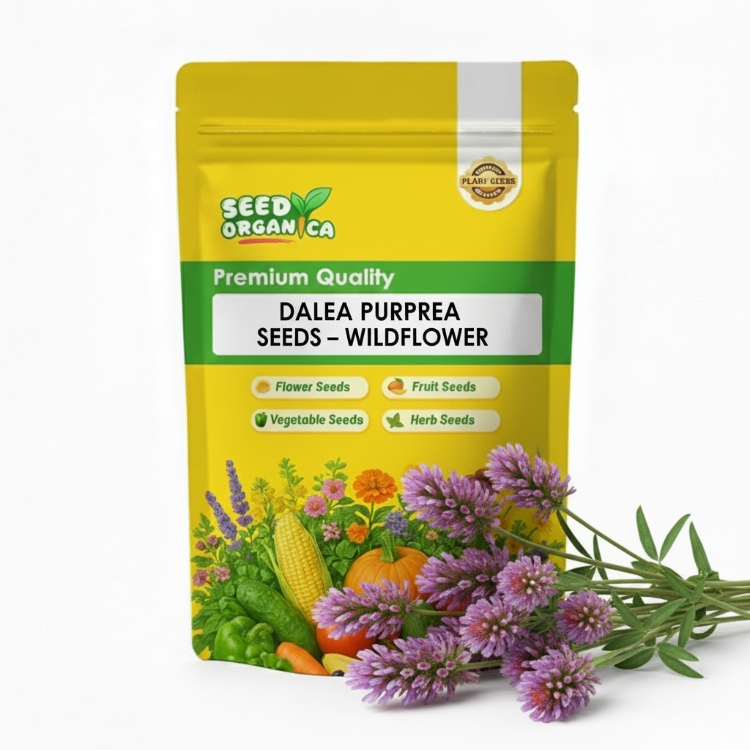Dalea Purpurea Seeds – Wildflower