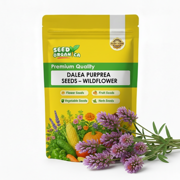 Dalea Purpurea Seeds – Wildflower