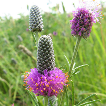 Dalea Purpurea Seeds – Wildflower Mix, Heirloom
