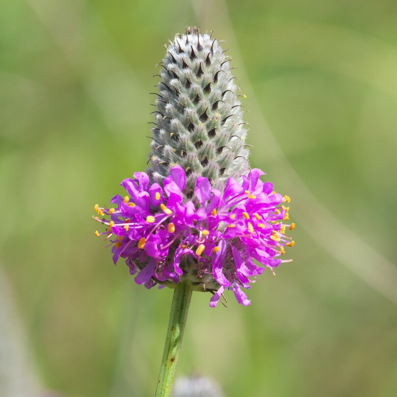 Dalea Purpurea Seeds – Wildflower Mix, Heirloom

