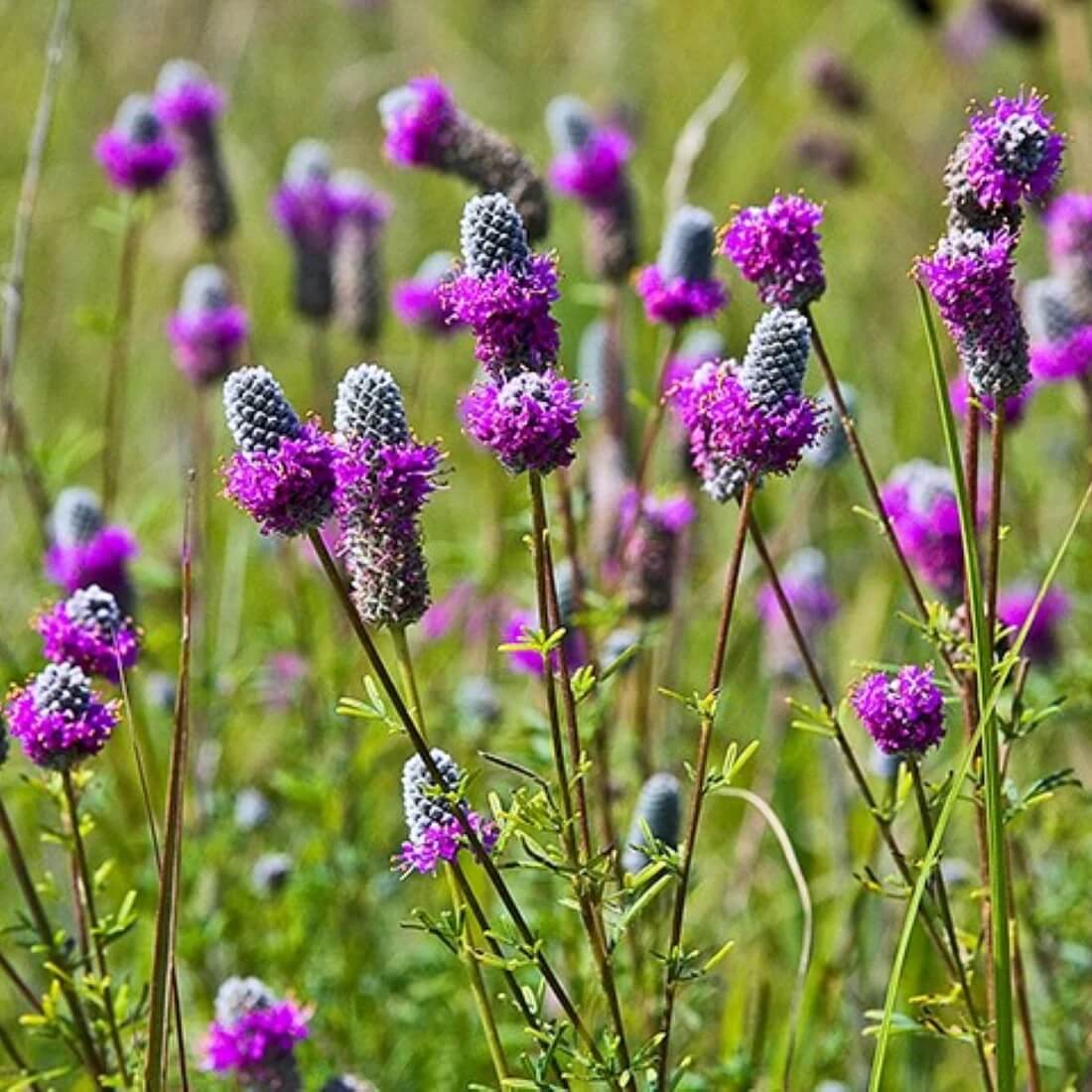 Dalea Purpurea Seeds – Wildflower Mix, Heirloom
