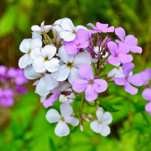 Dame's Rocket Seeds – Perennial  
