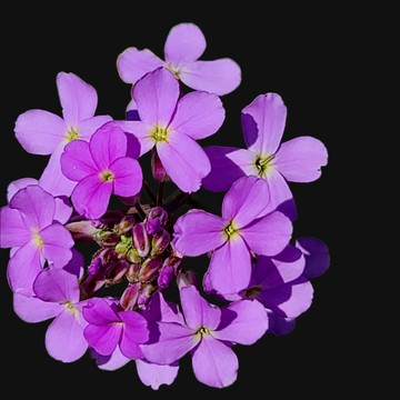 Dame's Rocket Seeds – Perennial  
