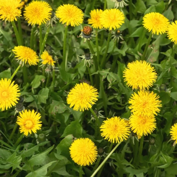 Dandelion Seeds – French

