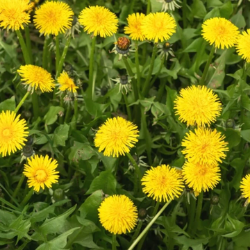 Dandelion Seeds – French
