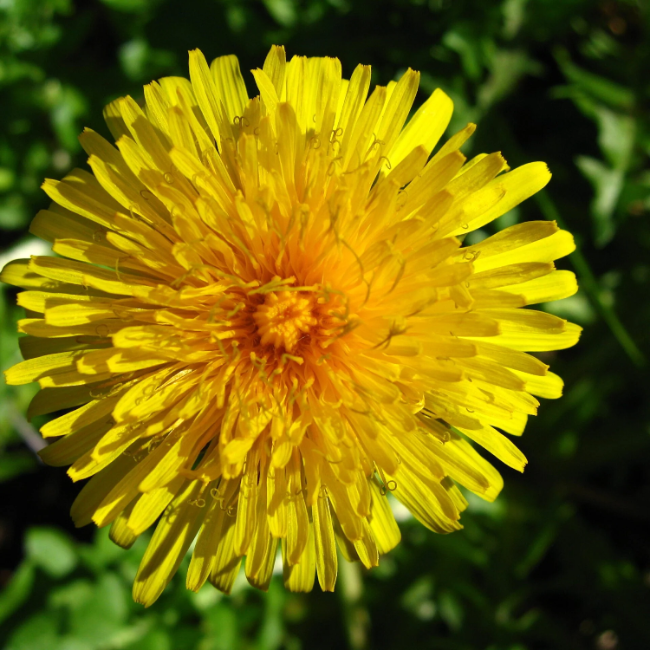 Dandelion – French
